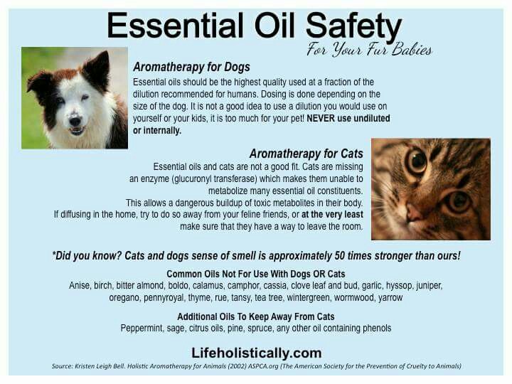 Fur Babies Essential Oil Safety