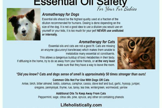 Essential Oil Safety for Pets